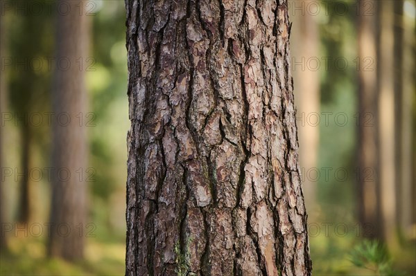 Scots pine (Pinus sylvestris), tree trunk, bork, forest, Bavaria, Germany, Europe