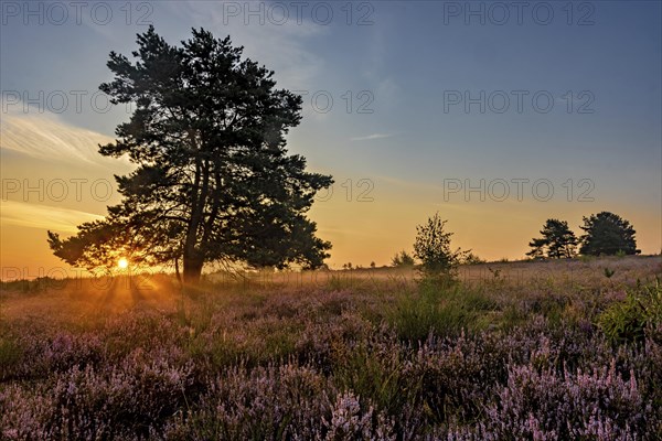 Sunrise in the Mehlinger Heide in bright backlight with a single tree