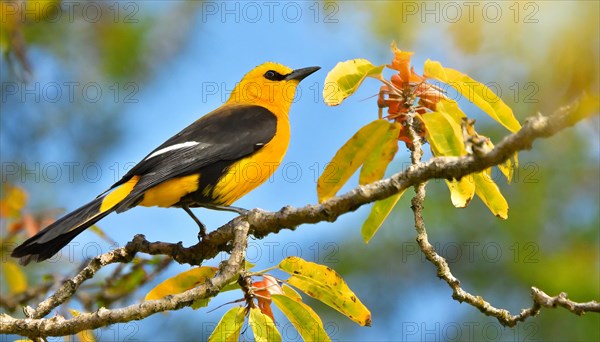 KI generated, animal, animals, bird, birds, biotope, habitat, one, individual, blue sky, foraging, wildlife, summer, seasons, eurasian golden orioles (Oriolus oriolus), oriole, tree, branch