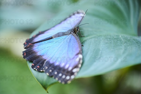 Peleides blue morpho butterfly (Morpho peleides) sitting on a leaf, Germany, Europe