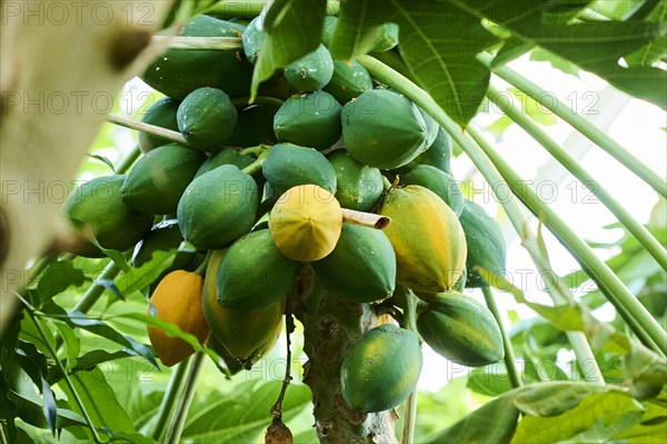 Papaya (Carica papaya) fruits hanging on a tree in a greenhouse, Germany, Europe