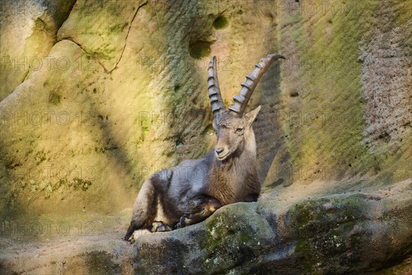 Alpine ibex (Capra ibex) male lying on a rock, Bavaria, Germany, Europe