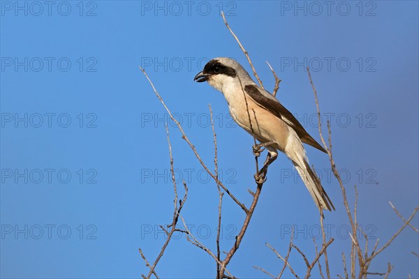 Lesser grey shrike (Lanius minor), Dobruja, Bulgaria, Europe