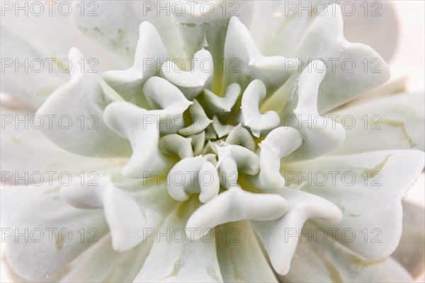 Beautiful succulent plant in greenhouse. Closeup, floral patterns, selective focus