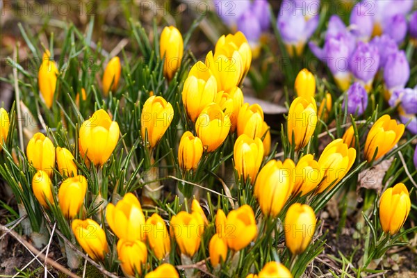 Purple and yellow crocuses germinate in the spring in the garden. Symbol of spring