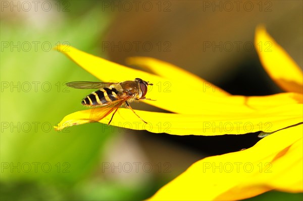 Marmalade hoverfly (Episyrphus balteatus), on yellow coneflower (Echinacea paradoxa), Wilden, North Rhine-Westphalia, Germany, Europe