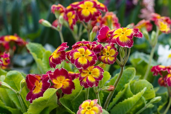 Primrose or primula in the spring garden. Purple, pink, yellow, white primroses in spring garden