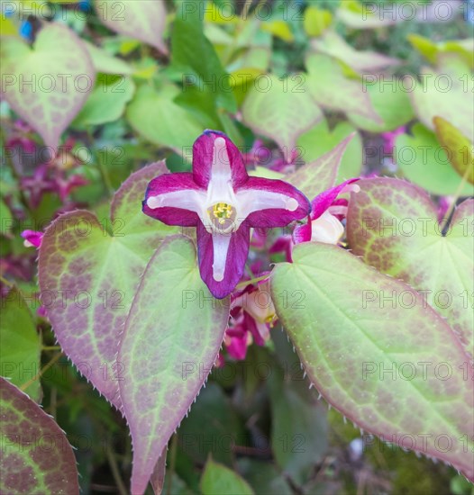 Barrenwort blooming in the garden in spring