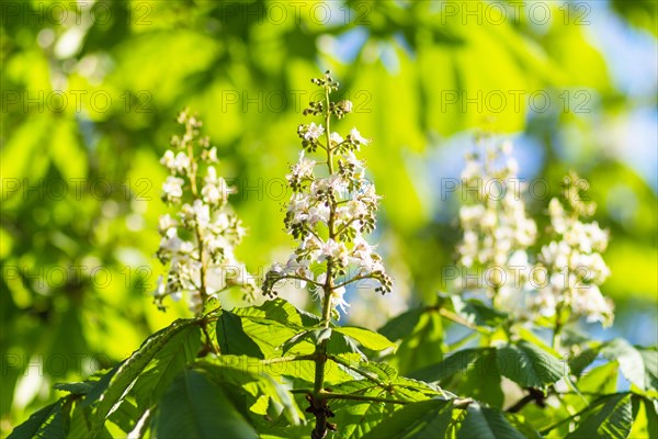 Young green leaves of chestnut in the spring