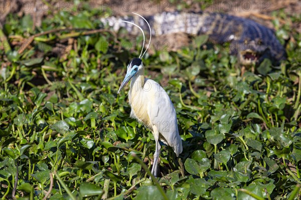 Capped Heron (Pilherodius pileatus) Pantanal Brazil