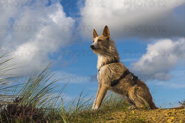 Podengo Portugues (Wirehaired) male dog observes the surroundings with interest, Oksbol, Region Syddanmark, Denmark, Europe