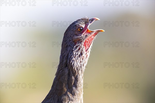 Chaco chachalaca (Ortalis canicollis) Pantanal Brazil