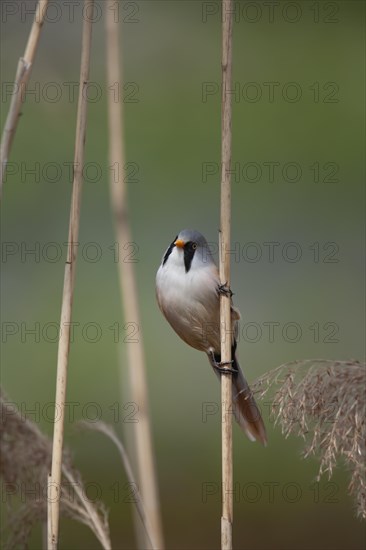 Bearded tit or reedling (Panurus biarmicus) adult male bird on a Common reed stem in a reedbed, England, United Kingdom, Europe