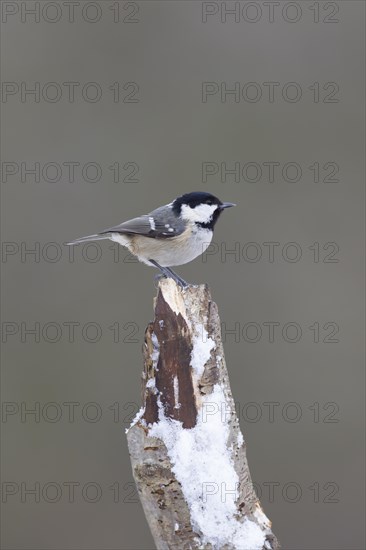 Coal tit (Periparus ater) adult bird on a snow covered tree stump, England, United Kingdom, Europe