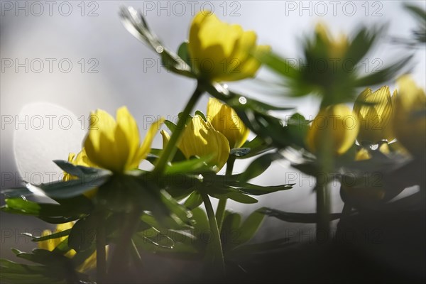 Winter aconites (Eranthis hyemalis), February, Germany, Europe