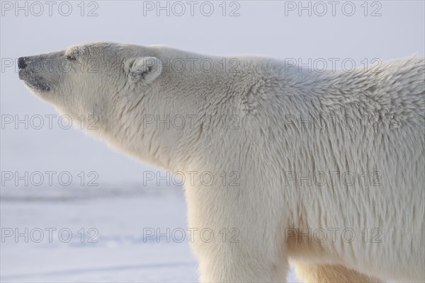 Polar bear (Ursus maritimus), standing and observing in pack ice, Kaktovik, Arctic National Wildlife Refuge, Alaska, USA, North America