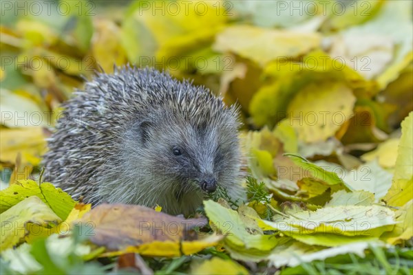European hedgehog (Erinaceus europaeus) adult animal walking over fallen autumn leaves, Suffolk, England, United Kingdom, Europe