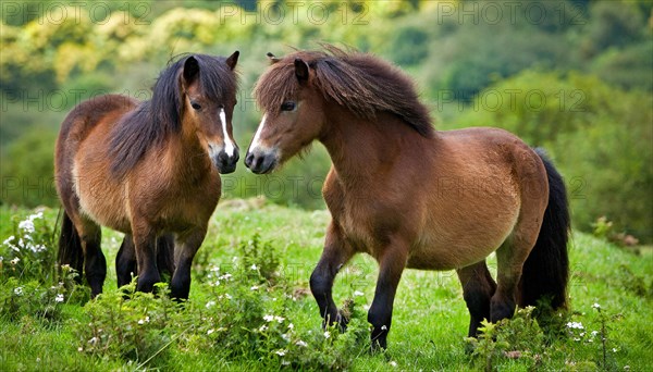 KI generated, animal, animals, mammal, mammals, biotope, habitat, two, mares, foraging, wildlife, meadow, pasture, Exmoor pony, horse, horses, ungulates, English pony breed, South West England, Exmoor, (Equus ferus caballus), foal