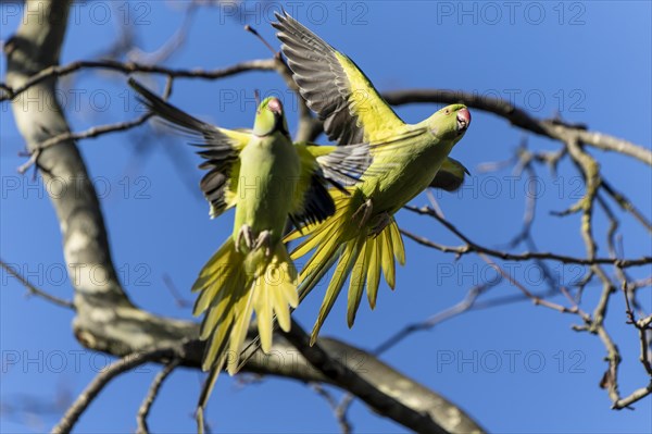 Two rose-ringed parakeet (Psittacula krameri) in flight, wildlife, Germany, Europe