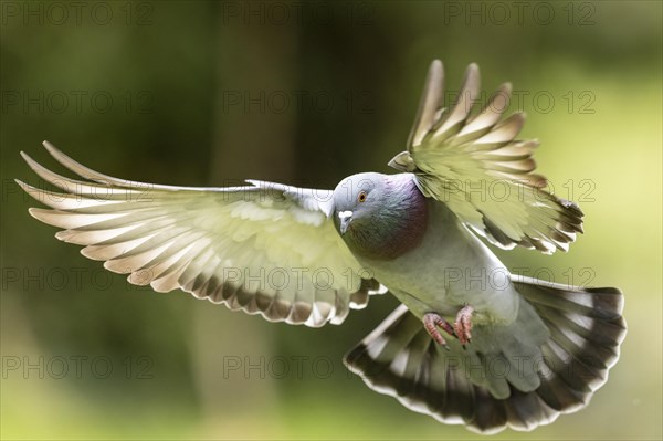 City dove (Columba livia forma domestica) in flight, wildlife, Germany, Europe