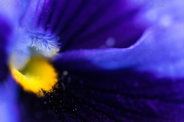 Macro shot of a purple petal with a focus on texture and vibrant yellow details Viola wittrockiana Violaceae