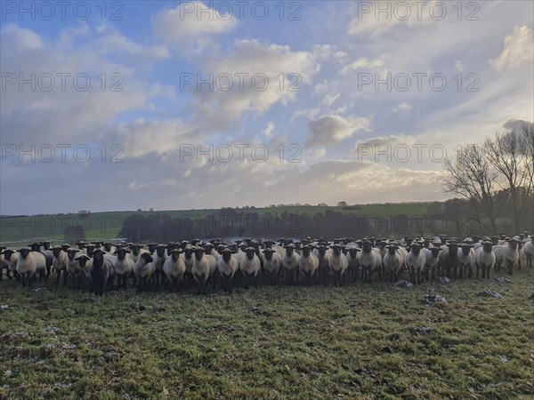 Black-headed sheep on pasture, Mecklenburg-Western Pomerania, Germany, Europe