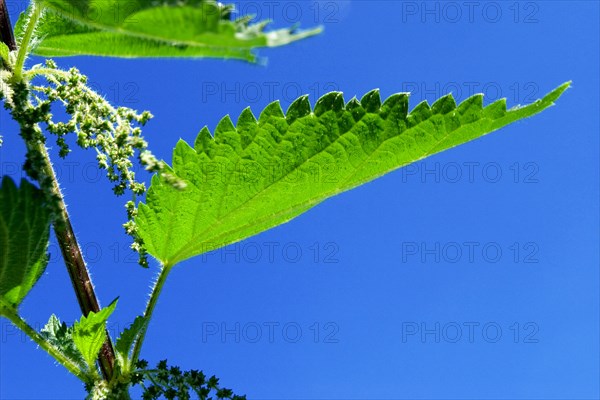 Common, burn or stinging nettle plant (urtica dioica urens)