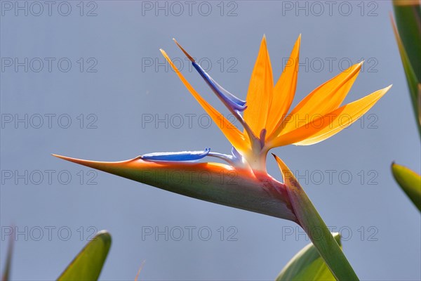 Bird of paradise or crane flower (Strelitzia reginae) La Palma, Canary Islands, Spain, Europe