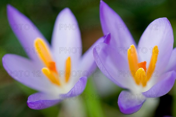 Spring crocus (Crocus Vernus) Munich, Bavaria, Germany, Europe