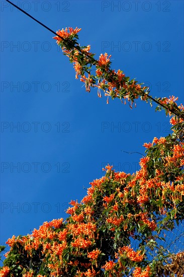 Flamevine or orange trumpet vine (Pyrostegia venusta) Feuer auf dem Dach, Feuerranke, La Palma, Canary Islands, Spain, Europe