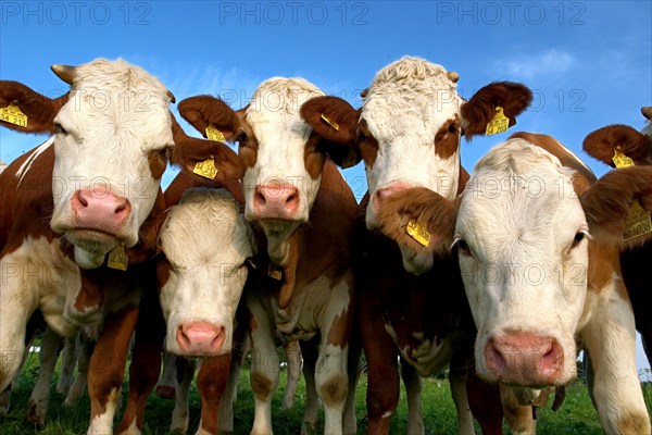 Cow herd near Dietramszell, Upper Bavaria, Germany, Europe