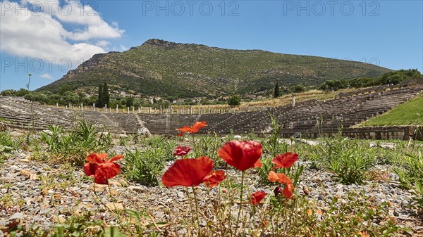 Bright red poppies in the foreground of an ancient amphitheatre with mountain backdrop, stadium, archaeological site, Ancient Messene, capital of Messinia, Messini, Peloponnese, Greece, Europe