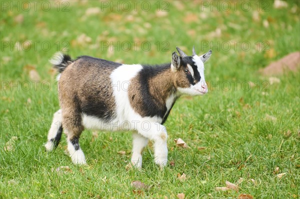 Domestic goat (Capra hircus) walking on a meadow, Bavaria, Germany, Europe