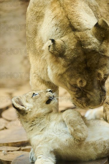 Asiatic lion (Panthera leo persica) mother with her cub on a rock, captive