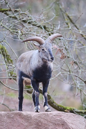 Bharal (Pseudois nayaur), standing on a rock, Bavaria, Germany, Europe