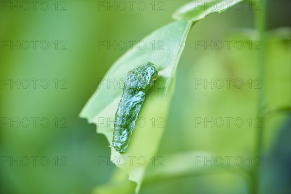 Butterfly caterpillar on a leaf in a greenhouse, Germany, Europe