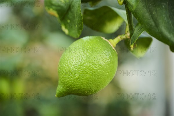 Lemon (Citrus x limon) fruits hanging on a tree in a greenhouse, Germany, Europe