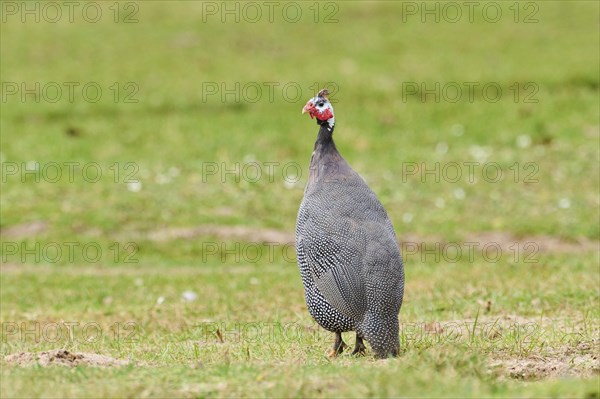 Helmeted guineafowl (Numida meleagris) on a meadow, Bavaria, Germany, Europe