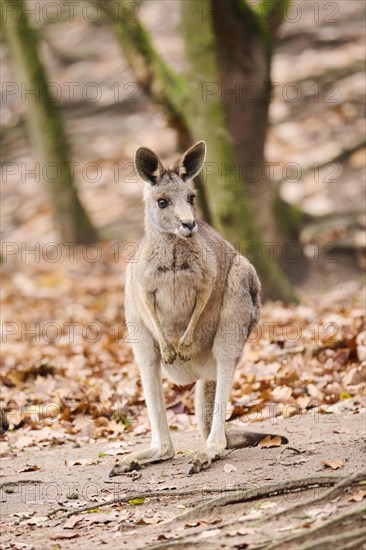 Western grey kangaroo (Macropus fuliginosus) sitting on the ground in a forest, Germany, Europe