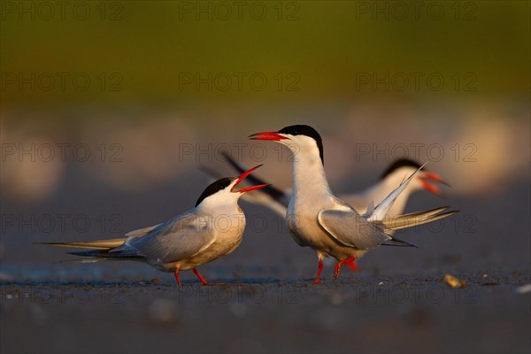 Common Tern (Sterna hirundo), courtship, mating, Danube Delta Biosphere Reserve, Romania, Europe