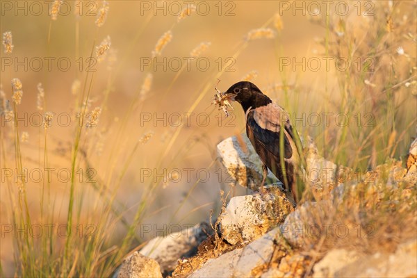 Roseate starling (Pastor roseus), adult bird with food, Dobruja, Romania, Europe