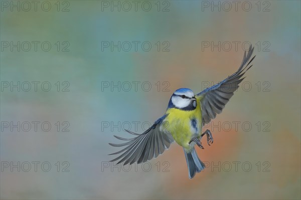 Blue tit (Parus caeruleus), in flight, flight photo, animals, birds, Wilnsdorf, North Rhine-Westphalia, Germany, Europe