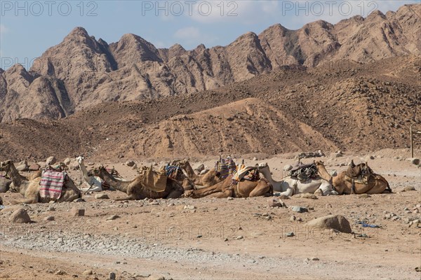 A group of camels resting in a rocky desert with mountains on background. Egypt, the Sinai Peninsula near Dahab