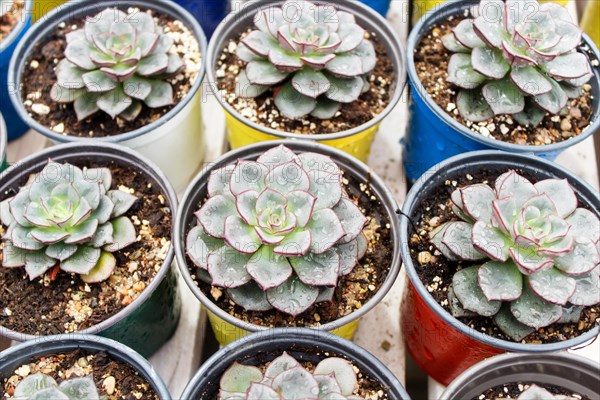 Various types of succulent in flower pots in the greenhouse. Closeup, selective focus