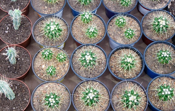 Various types of succulent in flower pots in the greenhouse. Closeup, selective focus