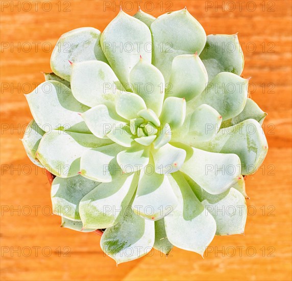 Beautiful little plant, succulent in a small flower pot. on the wooden background