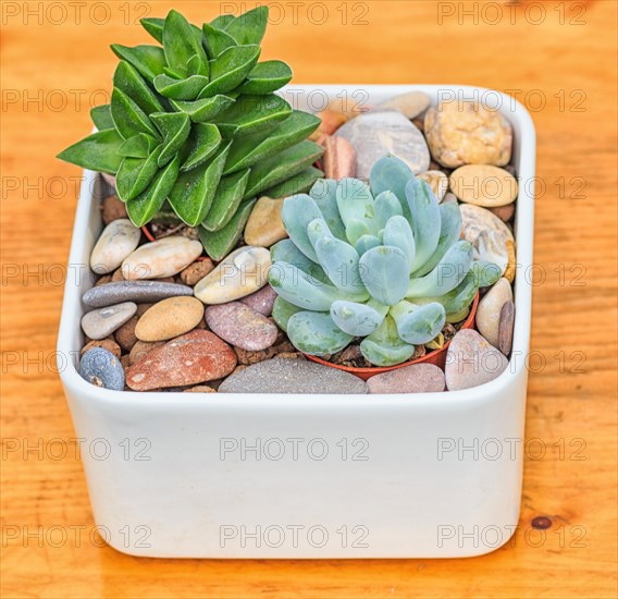 Beautiful little plant, succulent in a small ceramic flower pot with decorative stones