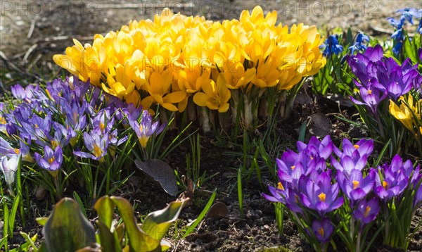 Crocuses blooming in the botanical garden in spring