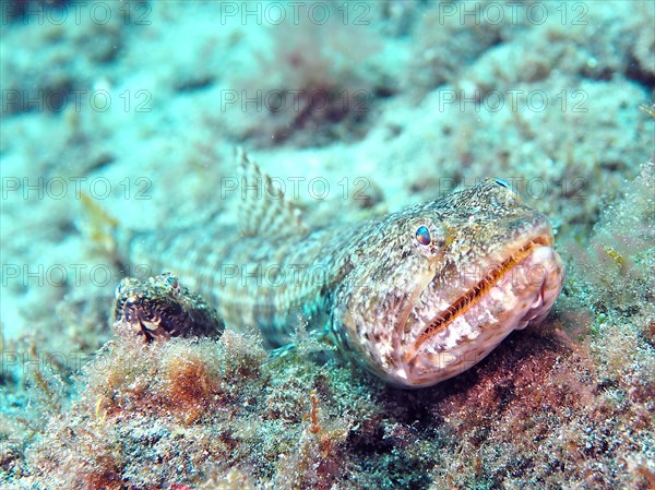 Atlantic lizardfish (Synodus saurus), El Cabron Marine Reserve Dive Site, Arinaga, Gran Canaria, Spain, Atlantic Ocean, Europe