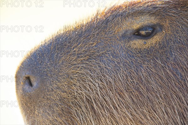 Capybara (Hydrochaeris hydrochaeris) Pantanal Brazil